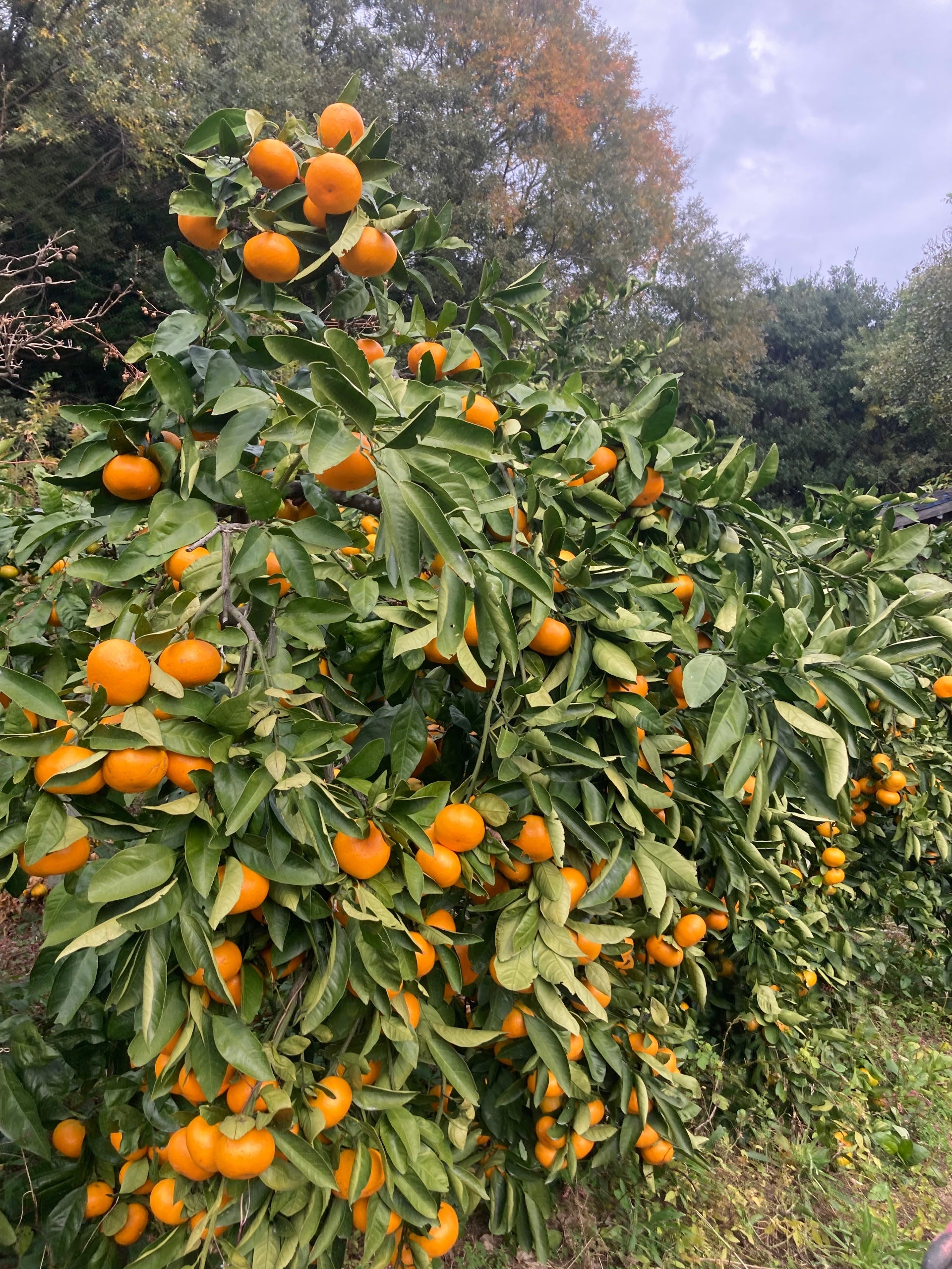 かんかん様【専用】 和歌山県産 下津クラウンみかん | 商品詳細 | 高島屋オンラインストア