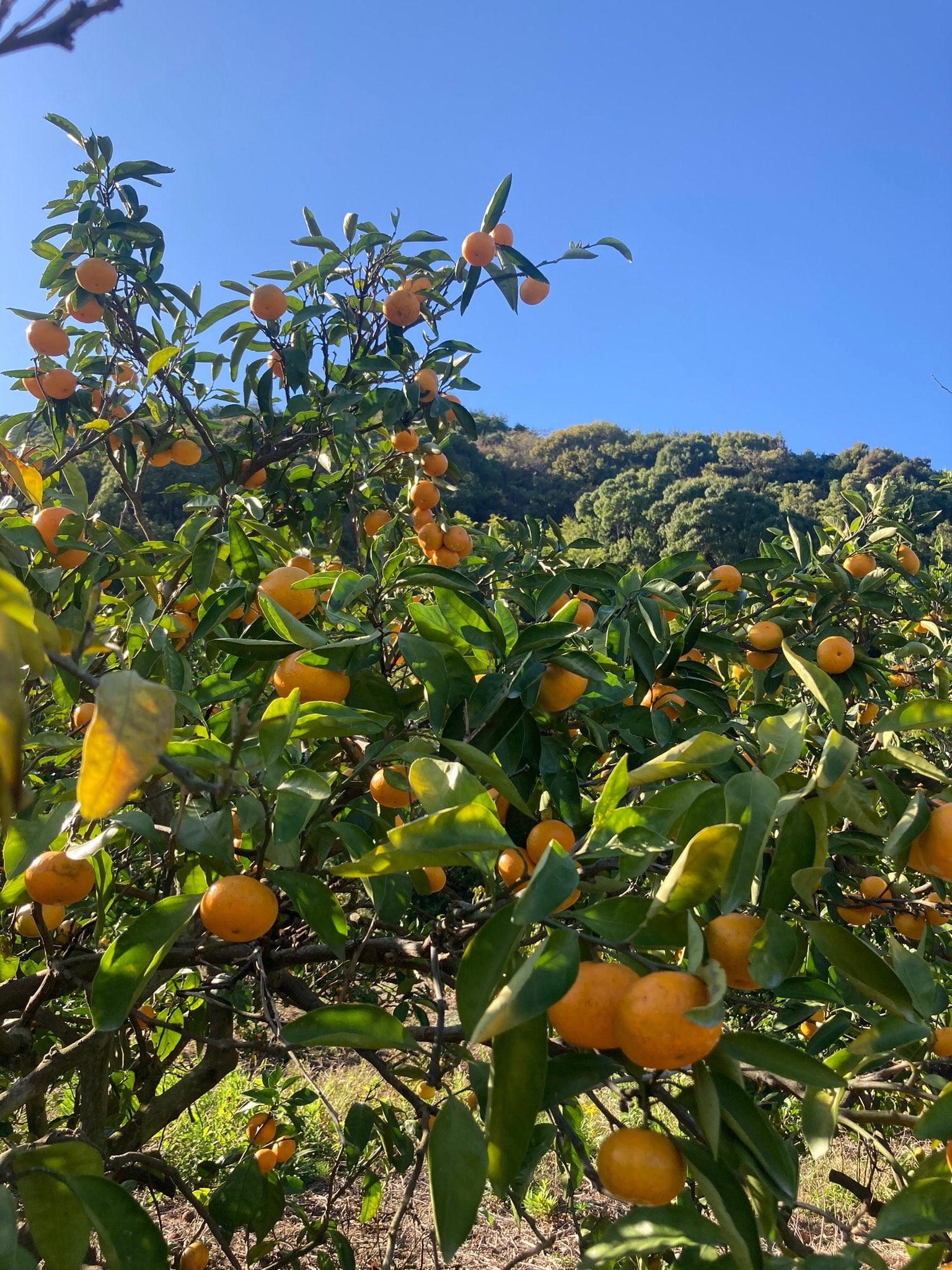周防大島みかん通販【秋の音みかん農園】産地直送・瀬戸内の甘いみかん