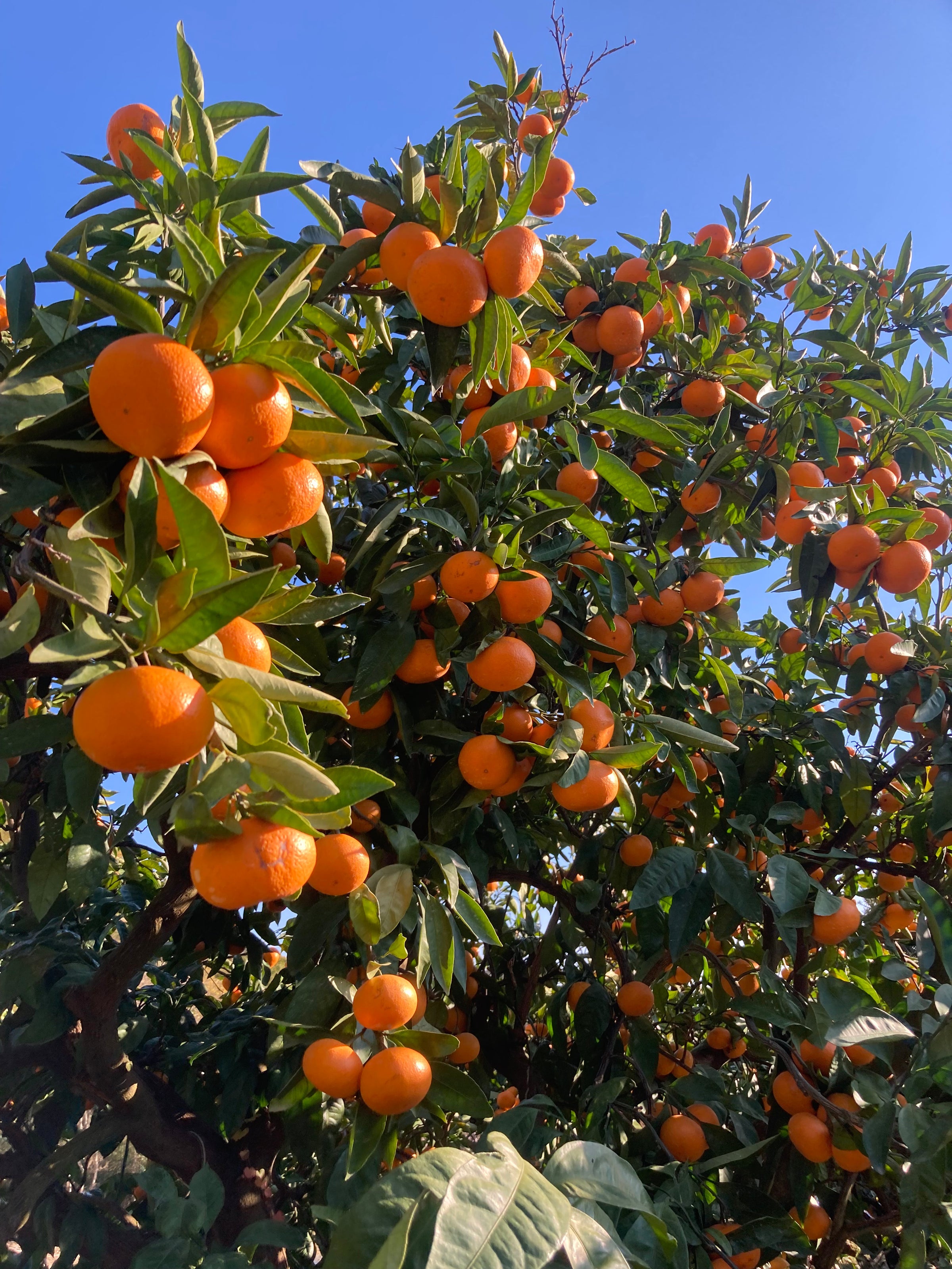 周防大島みかん通販【秋の音みかん農園】産地直送・瀬戸内の甘いみかん